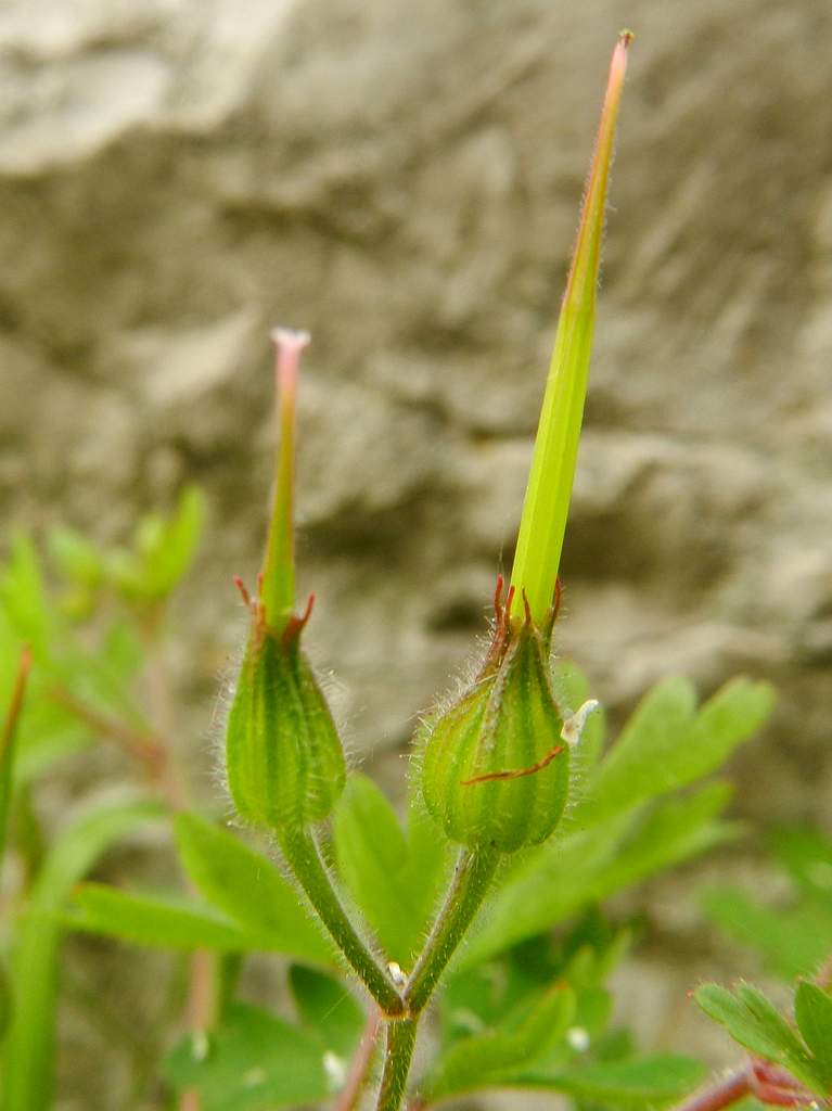 Geranium purpureum